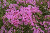 Rhododendron Obtusum Group 'Hinomayo' - evergreen Japanese azalea