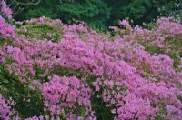 Rhododendron Obtusum Group 'Hinomayo' - evergreen Japanese azalea