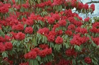 Rhododendron arboreum 'Mrs Butler'