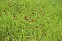 Onobrychis viciifolia - Sainfoin in a newly established grass ley