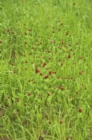 Onobrychis viciifolia - Sainfoin in a newly established grass ley