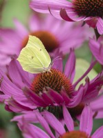 Brinstone butterfly on Echinacea purpurea