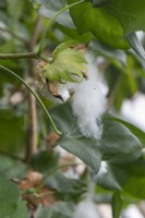 Gossypium arboreum, tree cotton