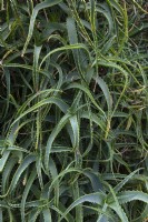 Aloe arborescens, krantz aloe 