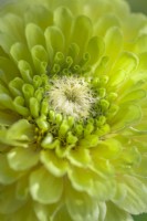Zinnia elegans 'Benary's Giant Lime' flowering in Summer - July