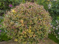 Ilex aquifolium 'Variegata' Standard July Summer
