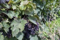 Vitis 'Gamay Freaux' early ripening black wine grape