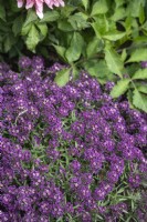 Lobaria maritima 'Purple Stream' Sweet Alyssum 