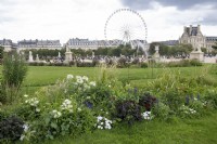 Paris France 
Jardin des Tuileries gardens in the city centre. 
Borders including Cleome spinosa 'Helen Campbell' spider flower, Salvia Farincena 'Victoria Blue' and Dahlia 'Romeo'