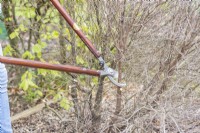 Woman cutting back branches of dead Pittosporum