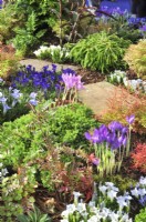 Autumnal border with plants on the bark-covered ground in woodland garden including:  Crocus banaticus, Sorbus reducta, Gentiana 'White Sapphire Strain', Cryptomeria japonica 'Spiralis', Colchicum, Juniperus, Polypodium.  October
