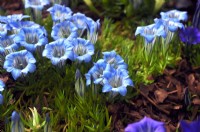 Gentiana 'Iona', 'Autumn Gentian', sky-blue flowers, compact plant. October

