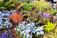 Autumnal border with plants on the bark-covered ground in woodland garden planted with: Gentiana 'Strathmore',  Polystichum polyblepharum, Aruncus aethusifolius, Saxifraga fortunei Black Ruby, Crocus banaticus, Hosta. October
