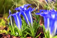 Gentiana 'The Caley'. Large blue trumpet-shaped flowers with white markings. October

