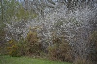 Dense thickets of Blackthorn - Prunus spinosa are perfect nesting habitats for Nightingales - Luscinia megarhynchos. Dorset, UK