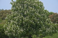 Aesculus hippocastanum the Horse Chestnut flowering in spring