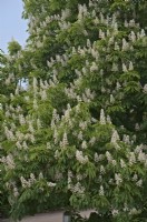 Aesculus hippocastanum the Horse Chestnut flowering in spring