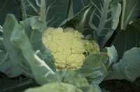 Brassica oleracea - Botrytis Group 'Redoubtable' sown early September and harvested early June