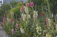 Hollyhocks - Alcea rosea thrive in a sunny coastal location