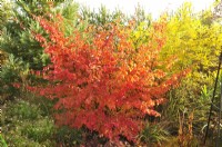 Parrotia persica, Persian ironwood in autumn. October
