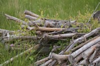 A pile of Salix - willow logs stacked to provide habitat and slowly rot beginning to regrow