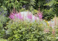 Astilbe japonica, summer August