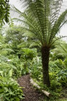 Dicksonia antarctica, tree fern, in a garden in July