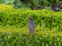 Female blackbird - Turdus merula perched on box hedge August Summer