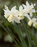 Narcissus 'Toto'