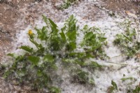 Taraxacum officinale - Dandelion plants with accumulated released windblown seeds on paving stone surface in spring.