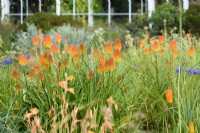Kniphofias in the South African Meadow at RHS Wisley in August