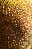 Sunflower disc florets in close up