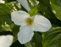 Trillium grandiflorum 'Roseum' in the Doocot Border in the Crathes Castle Walled Garden