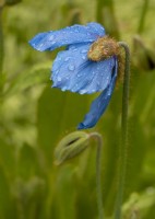 Raindrops on Meconopsis - Himalayan Blue Poppy