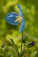 Meconopsis - Himalayan Blue Poppy