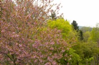 Prunus - cherry blossom on a tree in the Crathes Castle Walled Garden