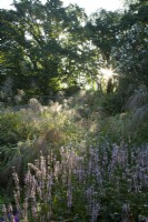 Sunlit and dew laden ornamental grasses at Knoll Gardens in Dorset