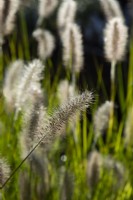 Pennisetum alopecuroides 'Hameln'