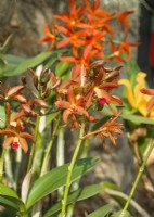 Cattleya leopoldii x milleri, summer July