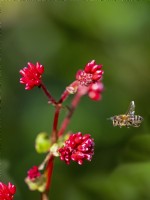   Honey Bee Apis mellifera collecting pollen from Persicaria chinense var. ovalifolium 'Indian Summer' 