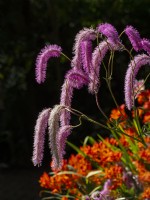 Sanguisorba hakusanensis 'Lilac Squirrel' and  Montbretia in the background Summer August