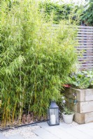 Fargesia robusta 'Campbell' - Bamboo next to raised beds