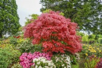 Acer palmatum Shirazz, spring May