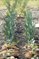 Leek in row. Young cabbage in row mulched with sheep's wool.