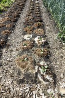 Young cabbage in row mulched with sheep's wool.