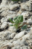 Young cabbage mulched with sheep's wool.
