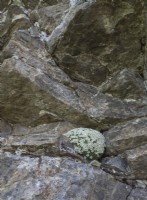 Androsace pyrenaica - Rock jasmine in alpine natural habitat of rock crevice