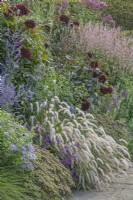 Pennisetum orientale flowering with late Summer perennials in an informal country cottage border - August