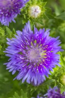 Stokesia laevis 'Mel's Blue'  flowering in Summer - August