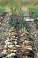Young cabbage in row mulched with sheep's wool. Leek in row.
